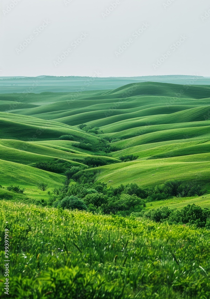 Green rolling hills of the steppe landscape
