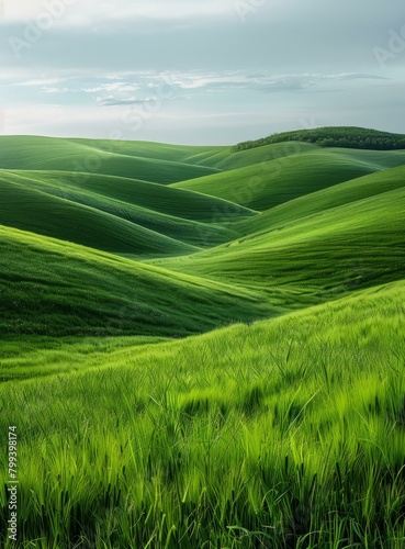 Green rolling hills of wheat field under cloudy sky