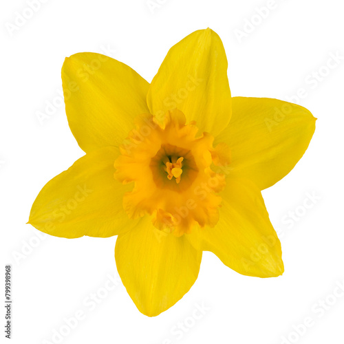 Narcissus yellow flower isolated on a transparent background. Stock photo.