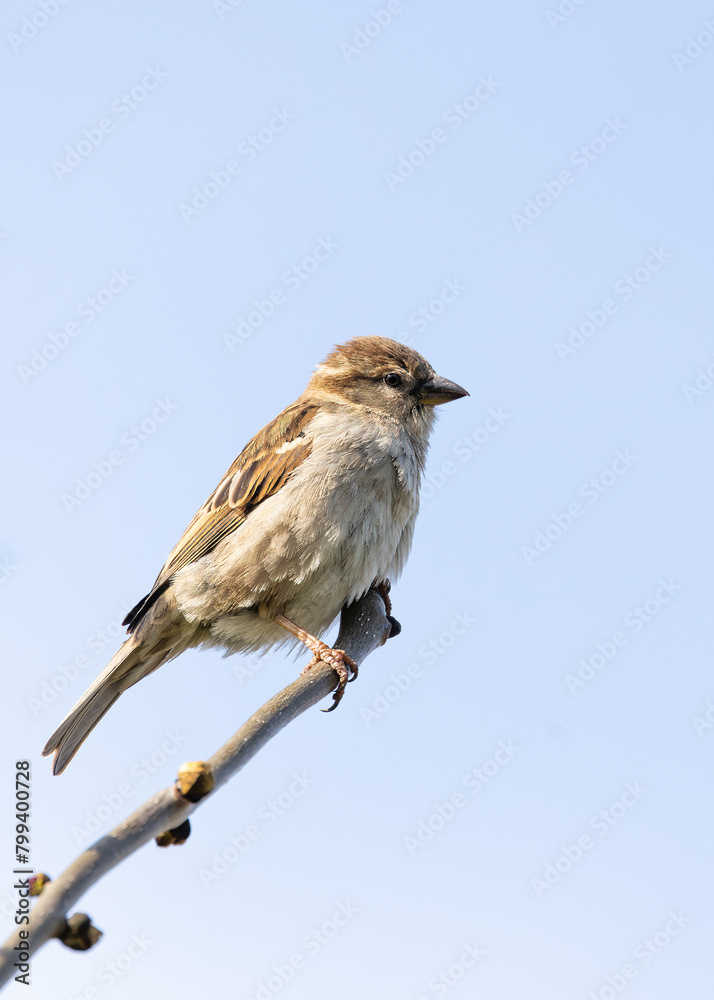 Female House Sparrow (Passer domesticus) - Subtle Charmer Female House Sparrow (Passer domesticus) - Subtle Charmer