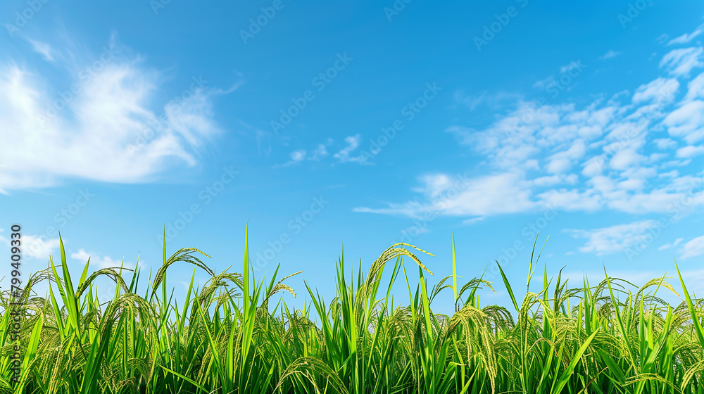 Obraz premium Rice field; rice paddy