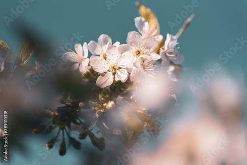 Blooming sweet cherry (Prunus Avium) at spring