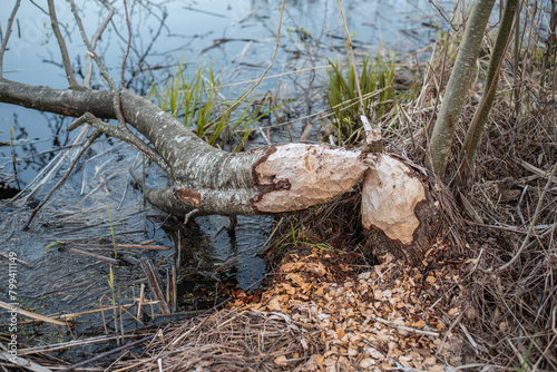 Beaver-gnawed tree on the lake