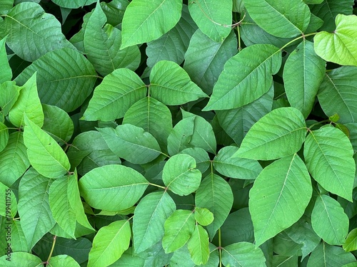 Patch of green poison ivy background photo