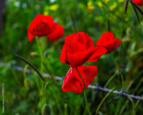 Red Flowers