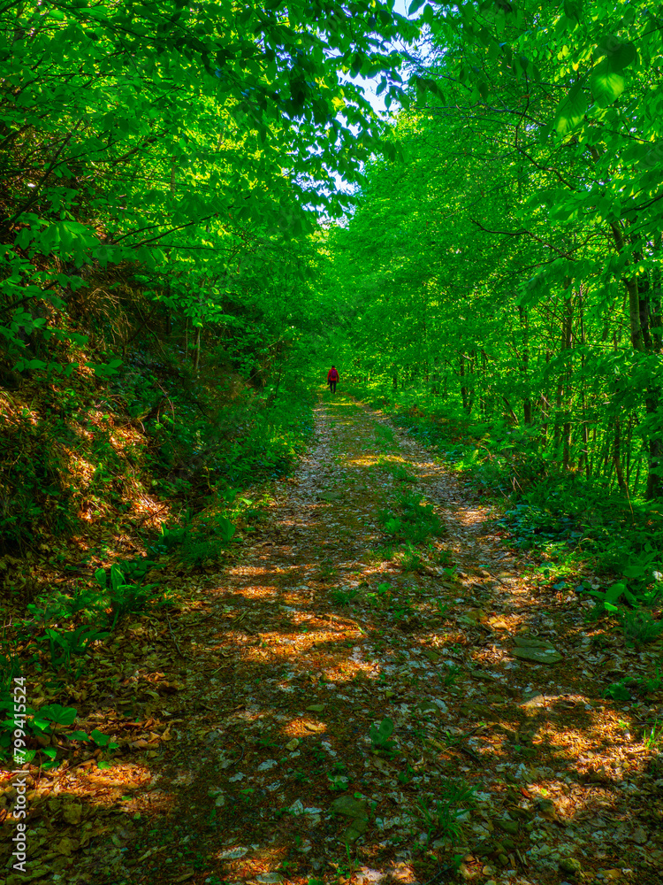 Obraz premium image of lush green nature in spring