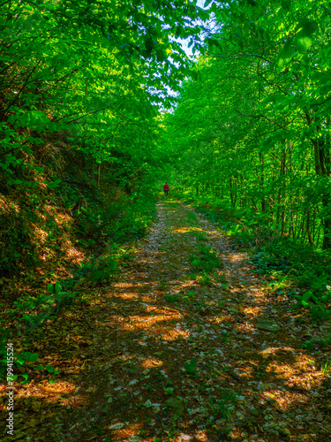 image of lush green nature in spring