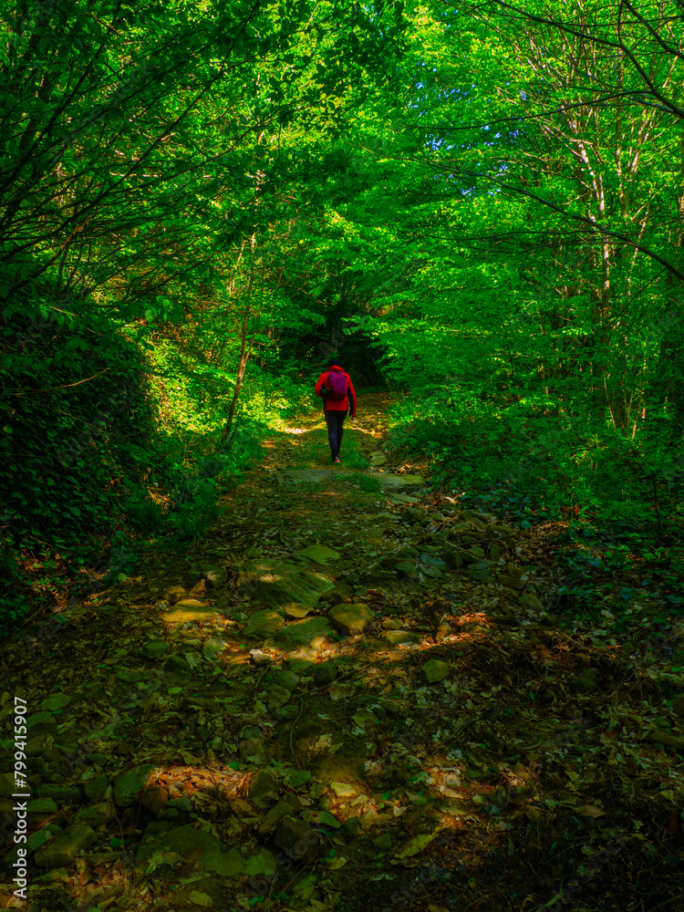 Fototapeta premium OLYMPUS DIGITAL CAMERA