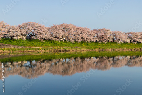 水面に映る一目千本桜
