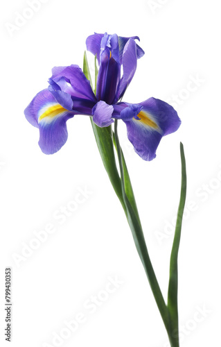 Beautiful violet iris flower isolated on white