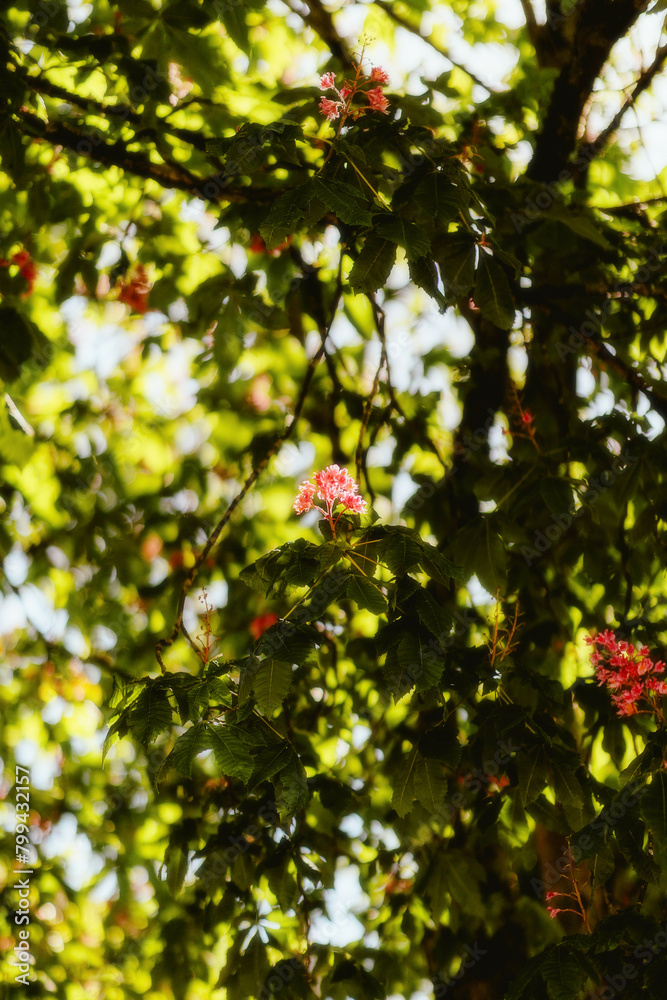 tree with apples tree with apples