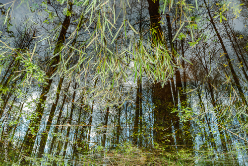 Reflection of trees on water displays terrestrial plants in a natural landscape