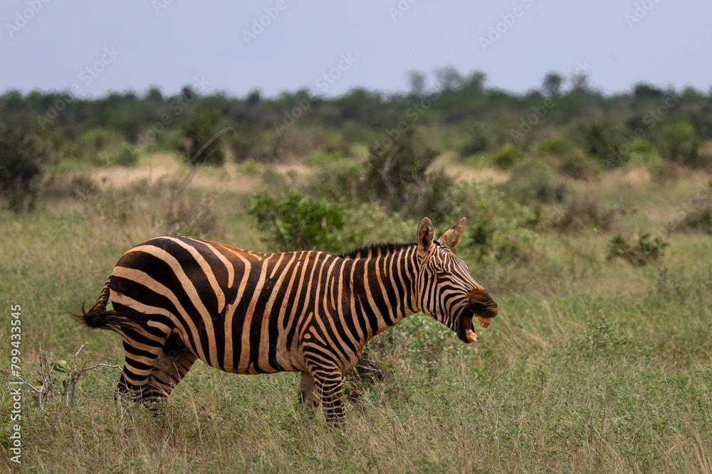 Fototapeta premium zebra Tsavo Ost