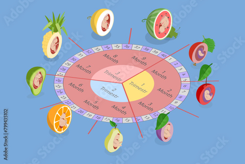 3D Isometric Flat Vector Illustration of Embryo Development, Medical Infographic Elements