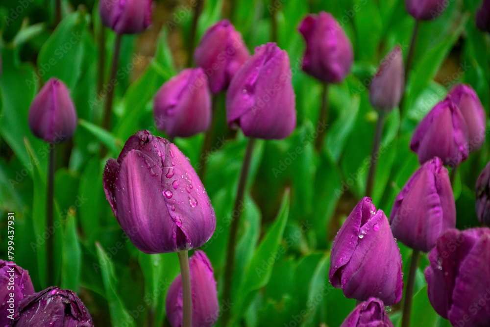 Obraz premium Purple tulips with water droplets in Sunset. Close up shot of purple tulip in Emirgan Park. Purple tulips lit by sunlight.