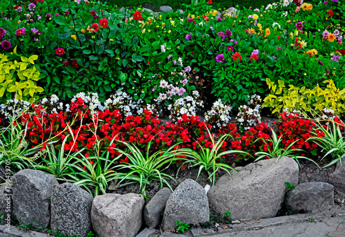 kolorowe kwiaty w ogrodzie, czerwone, białe i fioletowe kwiaty, Zielistka, dalia i begonia stale kwitnąca, Dahlia , begonia ×semperflorens-cultorum i Chlorophytum	
 photo