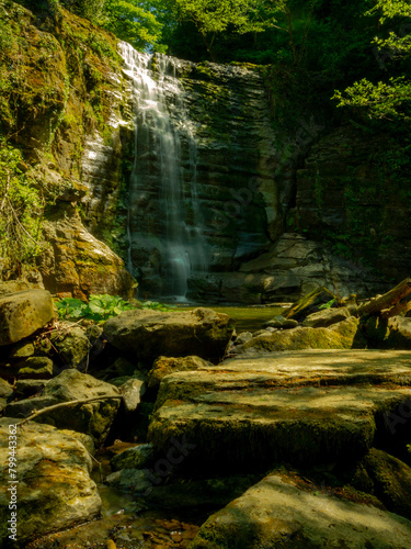 image of lush green nature in spring