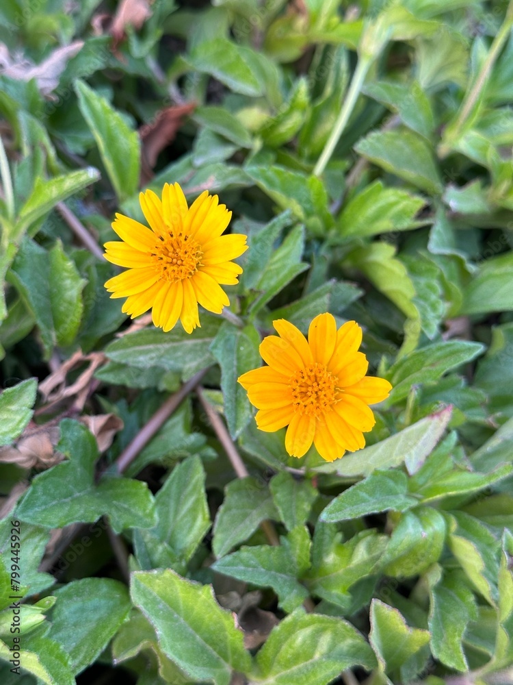 yellow sunflower in a garden yellow sunflower in a garden