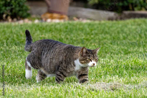 Wallpaper Mural cat on the grass Torontodigital.ca