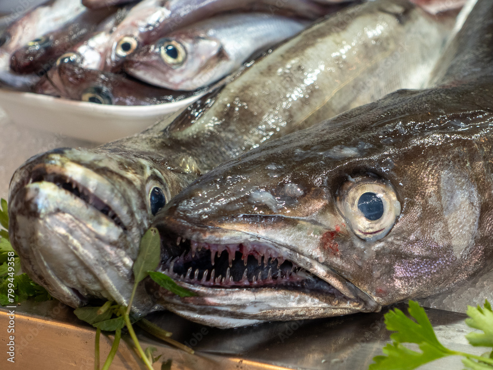 Close-up of two hake fishes (merluccius) offered on a fish market Close-up of two hake fishes (merluccius) offered on a fish market