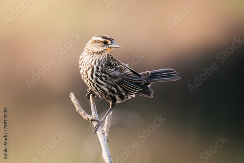 Small red-winged black bird perched on tree branch.