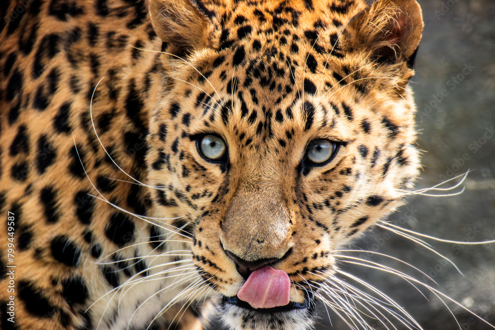 Obraz premium Amur Leopard