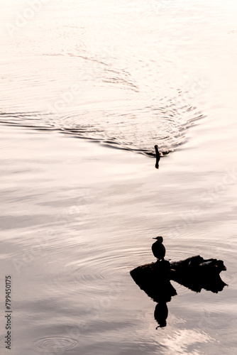 Silhouettes of two cormorants (Phalacrocoracidae), one standing on a little rock, the other one swimming in a lake