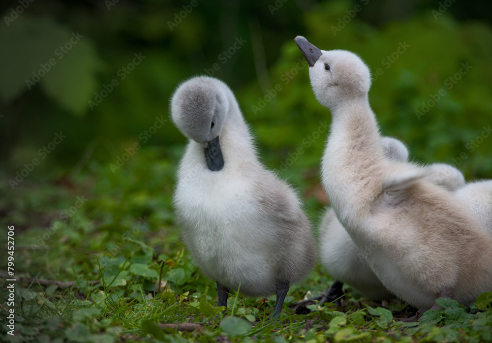 some cute baby swans are cleaning their plumage in the meadow