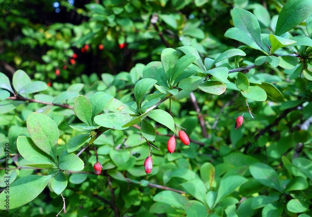The ornamental shrub with green leaves and red small fruits grows in autumn