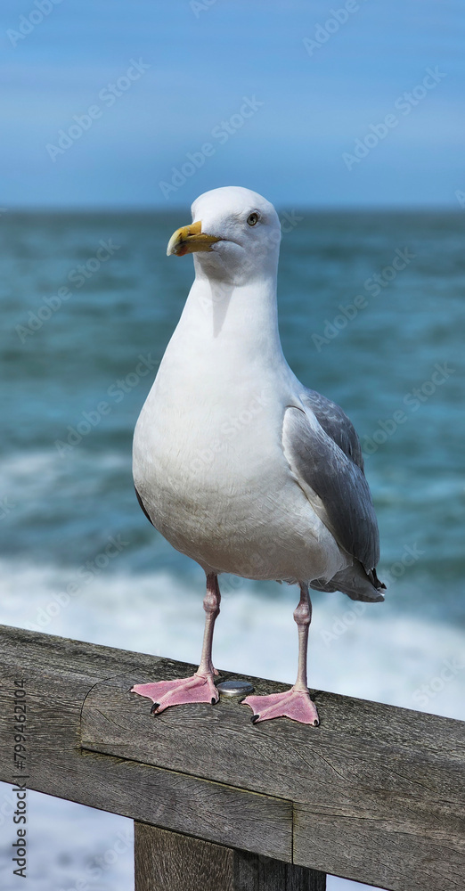 Big seagull against the backdrop of the sea or ocean. Bird on the beach, France. A seagull looks at the camera, close-up. Seagull on the shore, against the backdrop of blue water Big seagull against the backdrop of the sea or ocean. Bird on the beach, France. A seagull looks at the camera, close-up. Seagull on the shore, against the backdrop of blue water