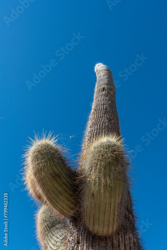 A cactus of Los Cardones National Park in Salta, Argentina
