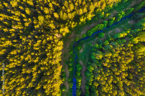 small forest river