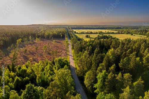 felled forest. aerial view.