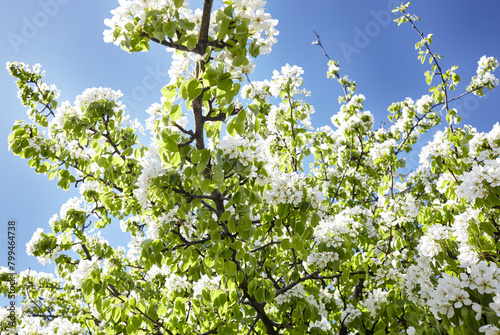 Blooming branches of a pear tree on a blue sky background. Flowering pear tree. Soft focus image of blooms tree in spring time
