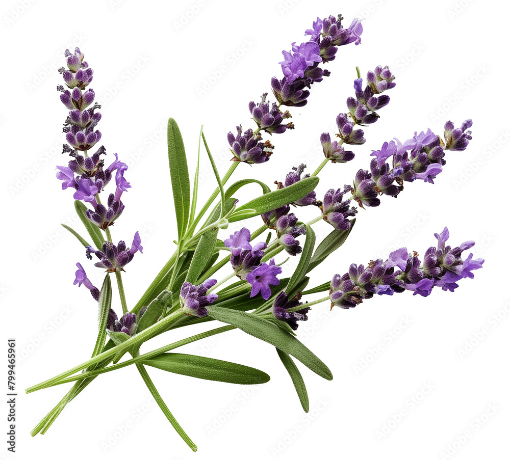 Lavender Flowers. Close-up View. Isolated Template. Ai Generative