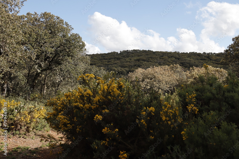 PARQUE NATURAL SIERRA DE LAS NIEVES . ANDALUCIA. ESPAÑA. PARQUE NATURAL SIERRA DE LAS NIEVES . ANDALUCIA. ESPAÑA.