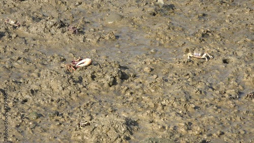 Crabs in a marsh next to the sea walking in the mud and feeding photo