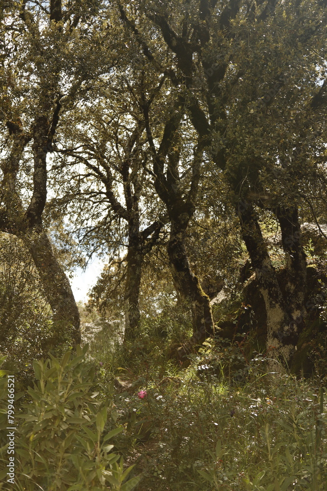 Fototapeta premium PARQUE NATURAL SIERRA DE LAS NIEVES . ANDALUCIA. ESPAÑA. 