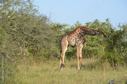 Giraffe © Vijay