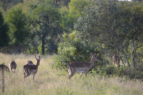 Safari South Africa 