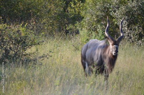 Safari South Africa 