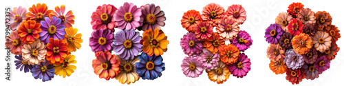 Zinnias Flowers Top View  Hyperrealistic Highly Detailed Isolated On Transparent Background Png File