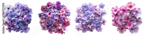 Wild Phlox Flowers Top View  Hyperrealistic Highly Detailed Isolated On Transparent Background Png File © Wander Taste