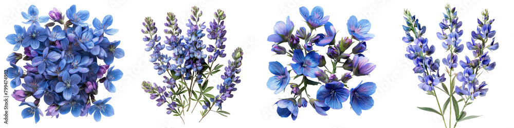 Wild Indigo Flowers Top View Hyperrealistic Highly Detailed Isolated On Transparent Background Png File