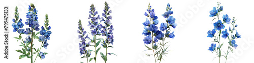 Wild Indigo Flowers  Hyperrealistic Highly Detailed Isolated On Transparent Background Png File