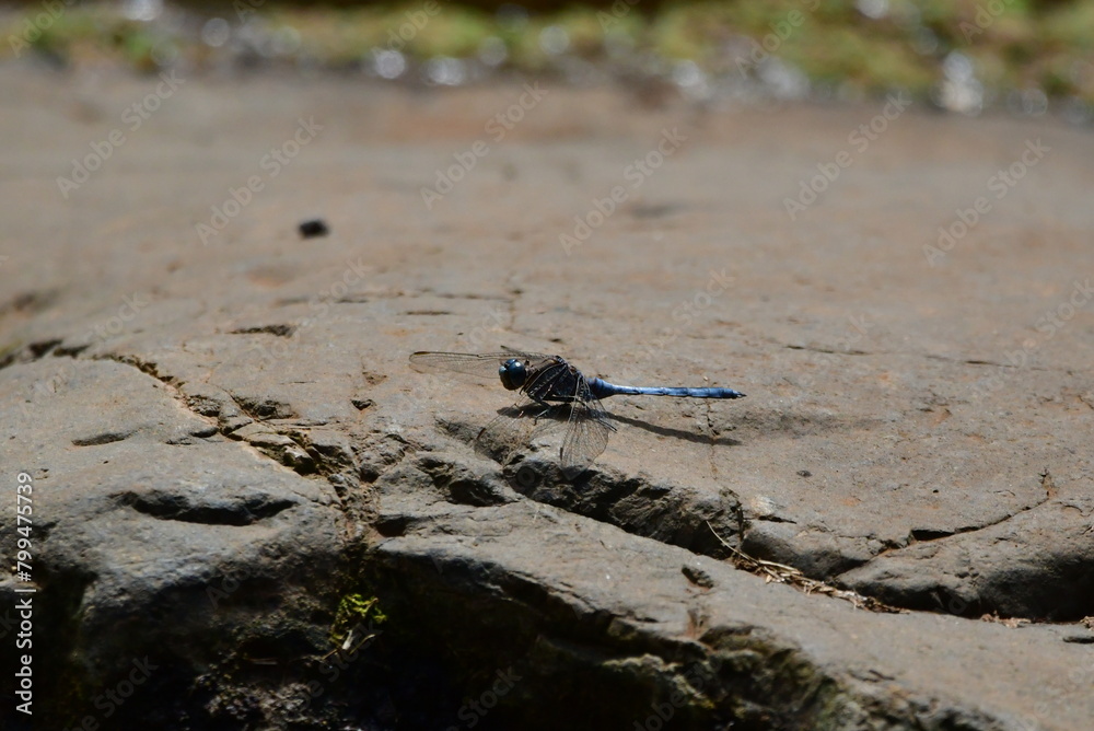 Fototapeta premium LIBÉLULA