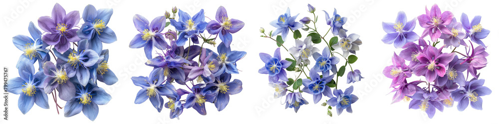 Wild Columbine Flowers Top View Hyperrealistic Highly Detailed Isolated On Transparent Background Png File