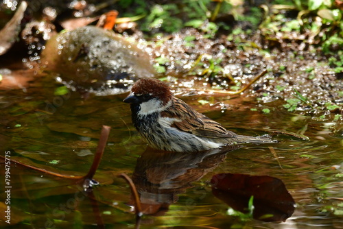 PÁJAROS photo