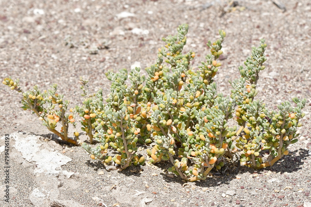 Obraz premium PLANTAS