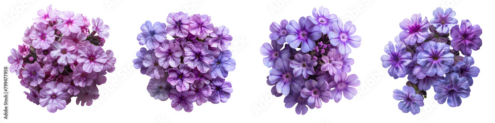 Verbena Flowers Top View  Hyperrealistic Highly Detailed Isolated On Transparent Background Png File